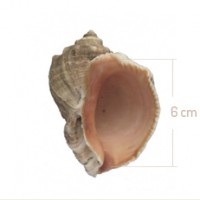 shell-6cm
